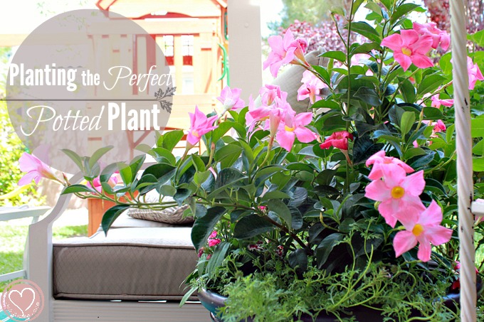 desigining potted plant ideas in container garden