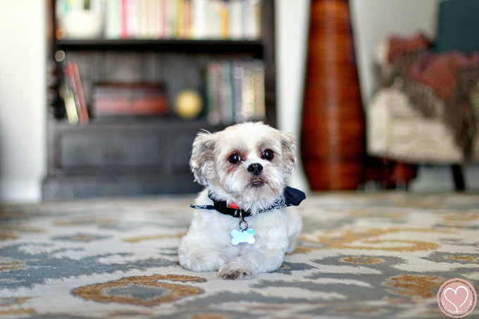 Global Design Family Room Ideas