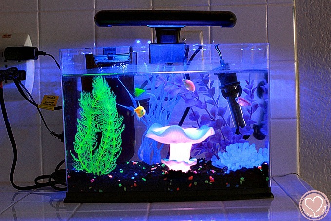 GloFish Aquarium Review: Everything To Know Before You Buy