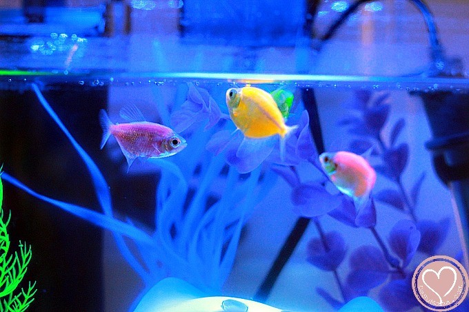GloFish Aquarium Review