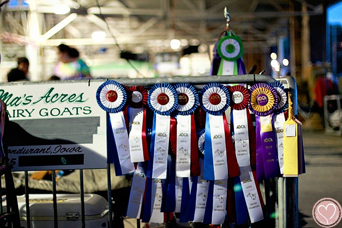 Iowa State Fair Family Travel