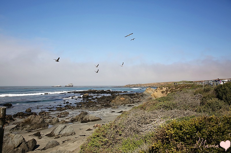 Road Trip with Kids, California Coast Tips and Stops