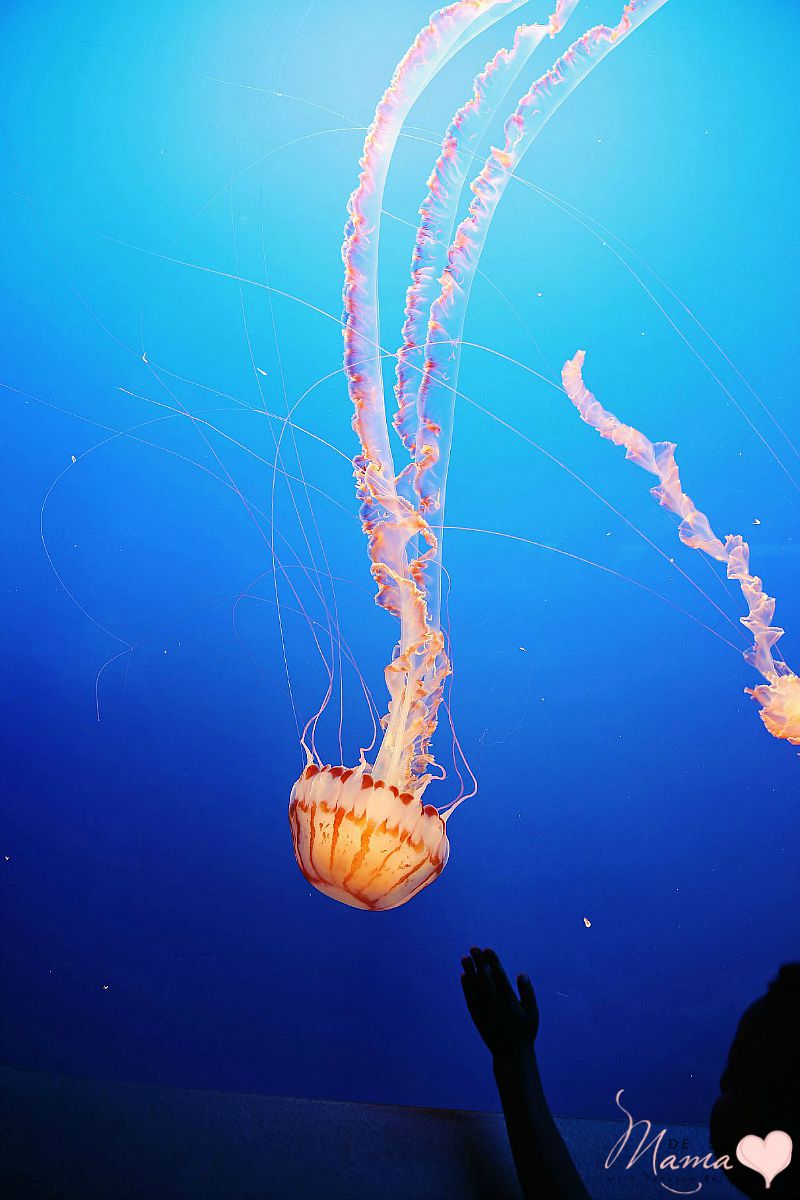 Monterey Bay Aquarium