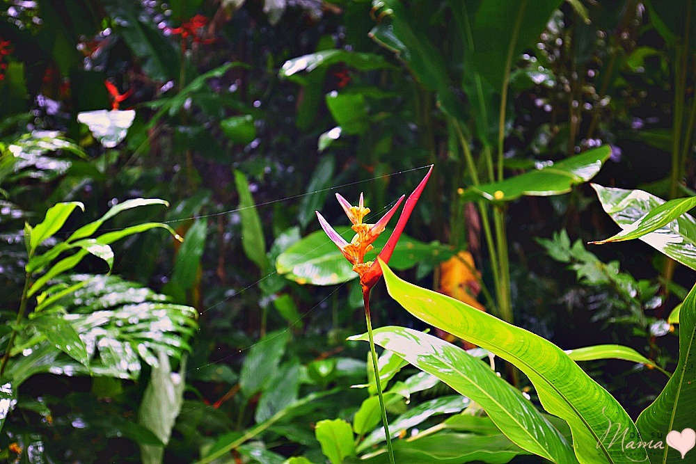 Waimea Valley, Hawaii: Latina Travel Blogger