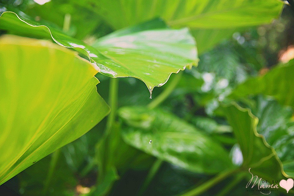 Waimea Valley, Hawaii: Latina Travel Blogger