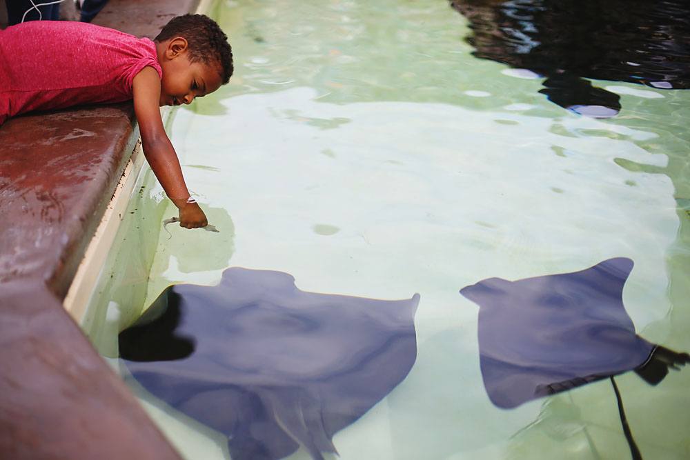 New SeaWorld Changes: Orca Encounter, All Day Orca Play