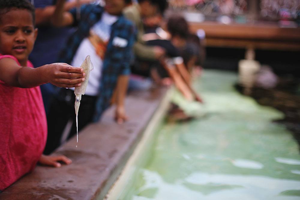 New SeaWorld Changes: Orca Encounter, All Day Orca Play