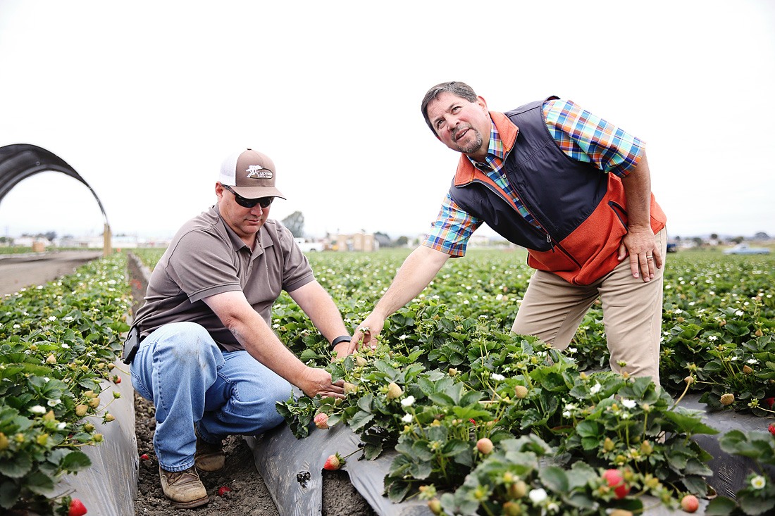 strawberry farm workers