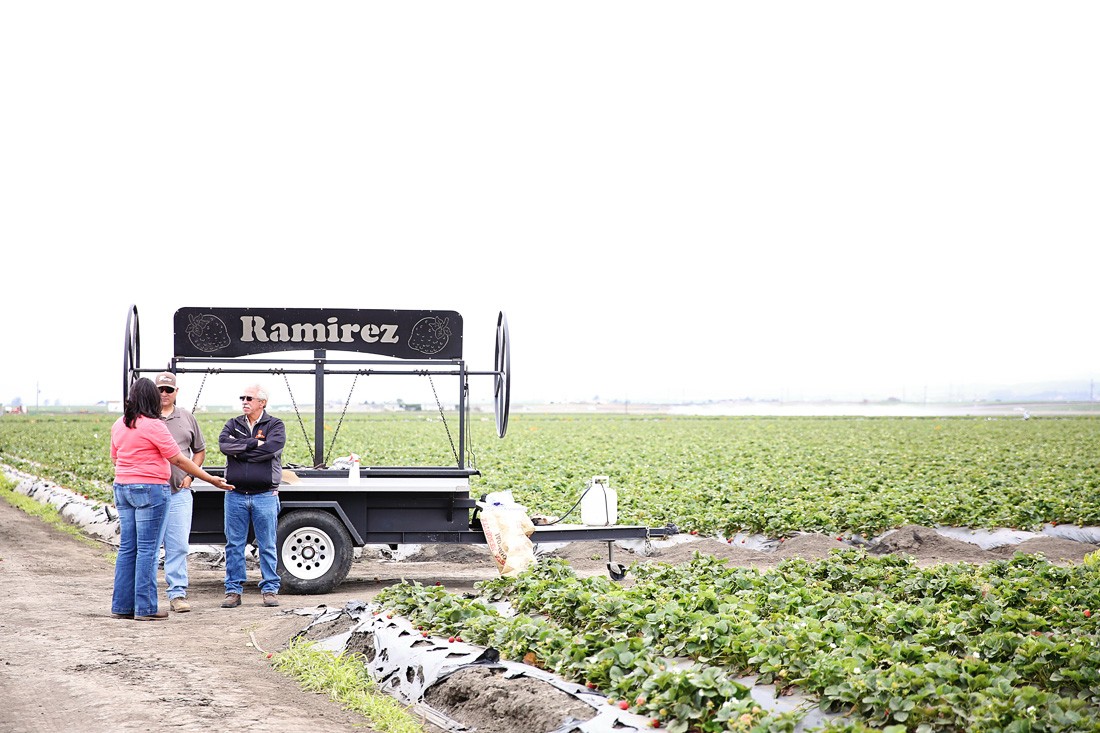 strawberry farm workers