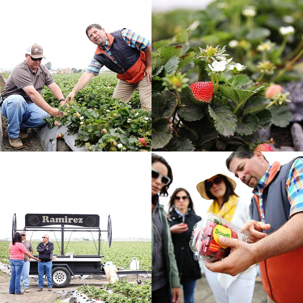 organic-strawberries-kids-dsm-1