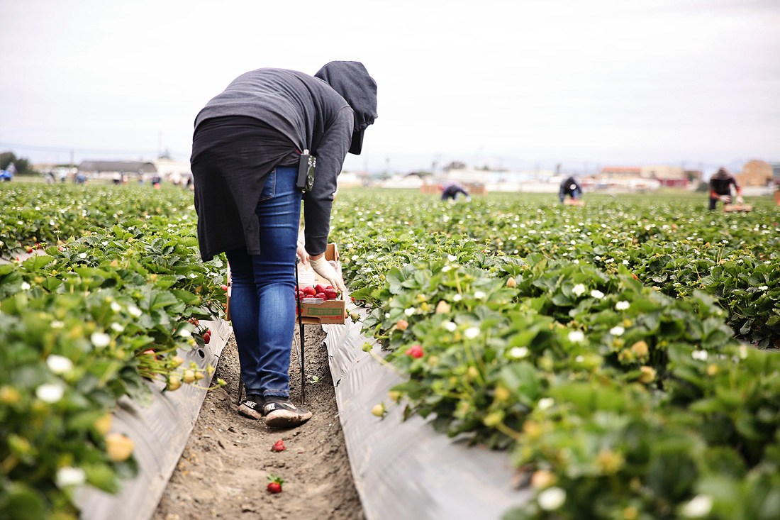 strawberry farm workers