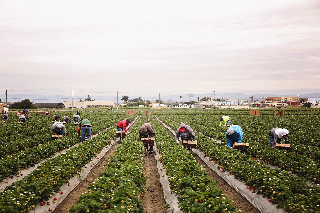 strawberry farm workers
