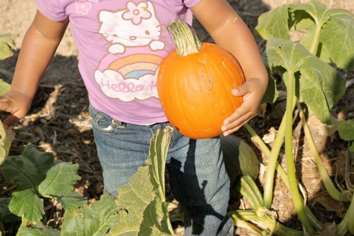 gilcrease orchard, pumpkin patch las vegas