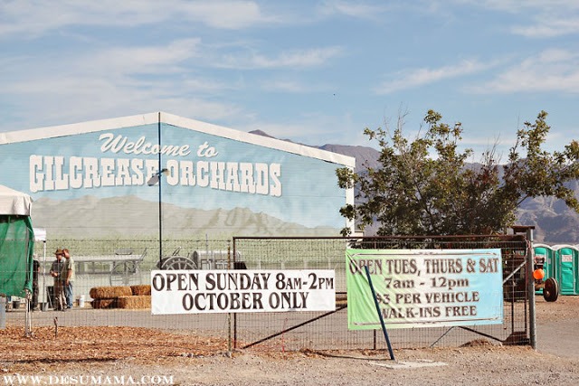 gilcrease orchard, kids activities in las vegas, apple picking in las vegas