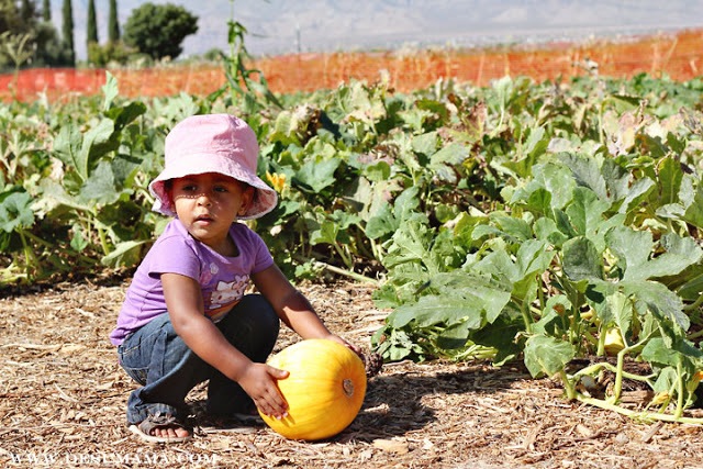 pumpkin patch las vegas