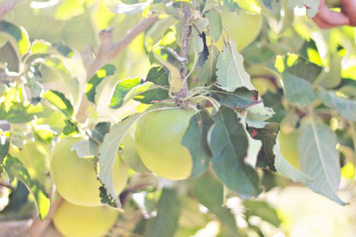 Apple Photo, photograhy tutorials