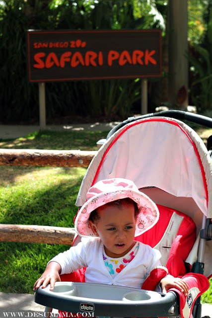 san diego safari park with toddlers