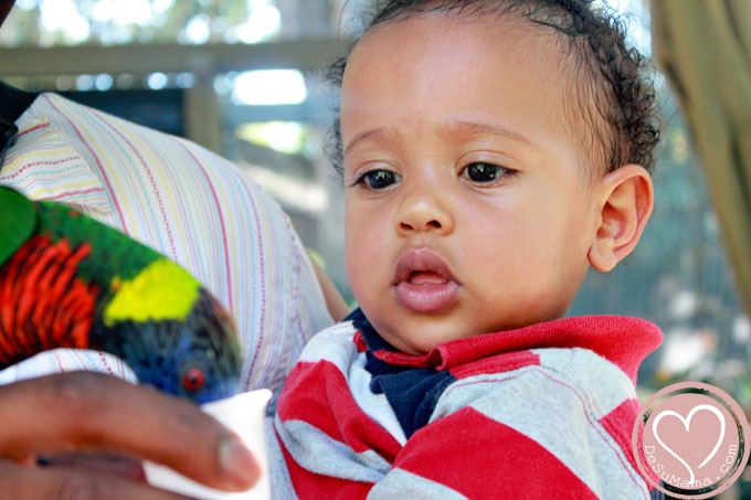 black baby boy at the zoo