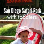 san diego safari park with toddlers