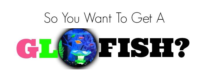 glofish tank and reviews