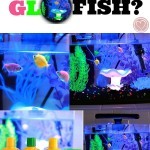 glofish reviews of tanks, decorations and how to care for glofish