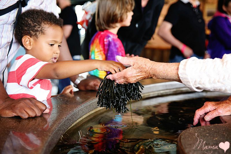 Monterey Bay Aquarium