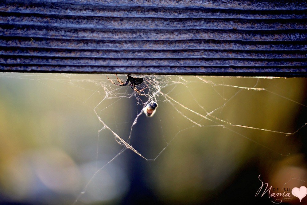 spider web with bee inside, nature at sequoia national park