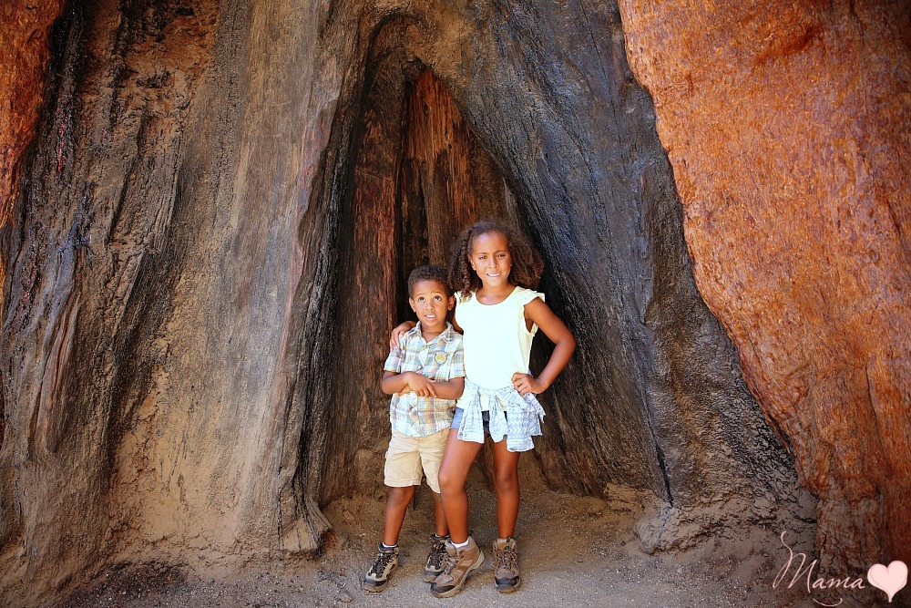 sequoia national park with kids