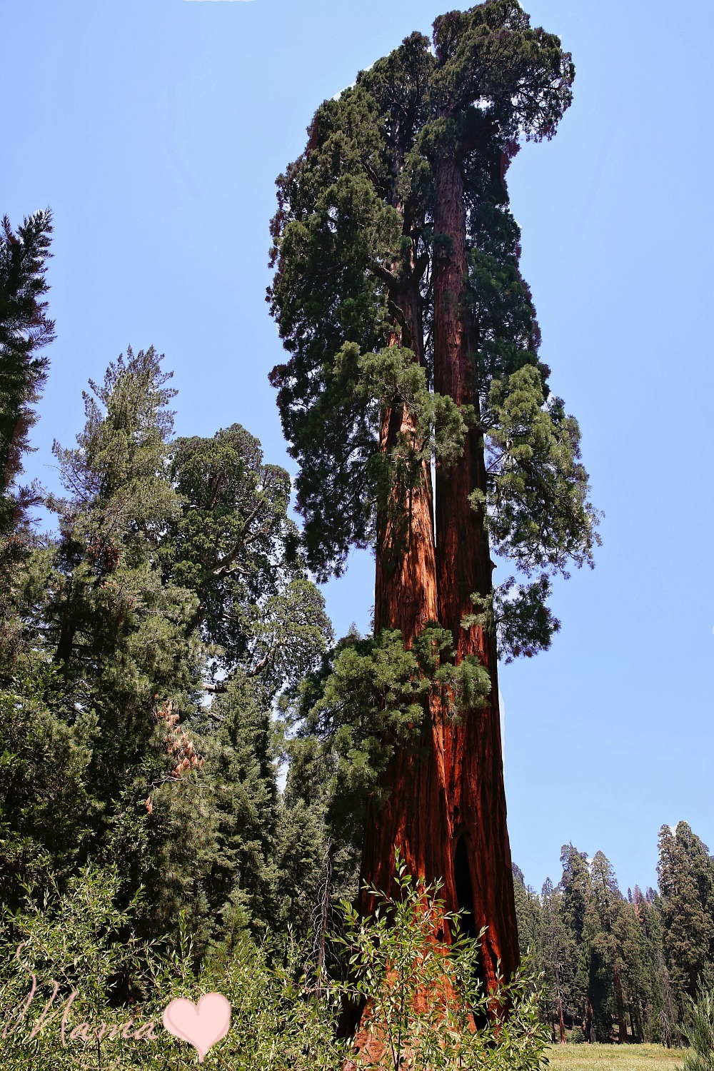 sequoia national park with kids, general sherman national park, sequoia np