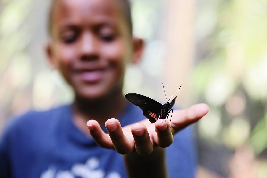 butterflies in costa rica