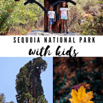 sequoia national park with kids